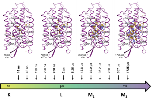 Bacteriorhodopsin over time