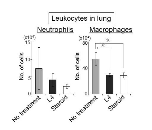 graph of L4 reducing inflammation 
