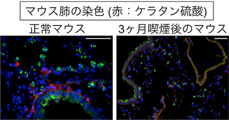 喫煙によるケラタン硫酸の減少の図