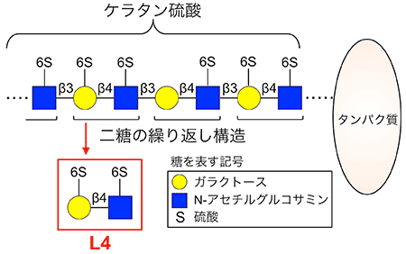 ケラタン硫酸の構造の図