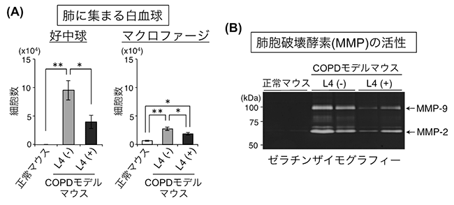 L4による炎症抑制効果の図