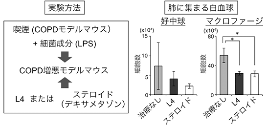 L4とステロイド薬の抗炎症効果の比較図