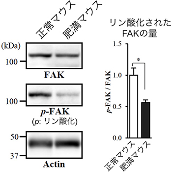 肥満マウスにおけるインテグリンβ1下流のタンパク質FAKのリン酸化の減少の図