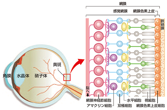 眼球と網膜の基本構造図