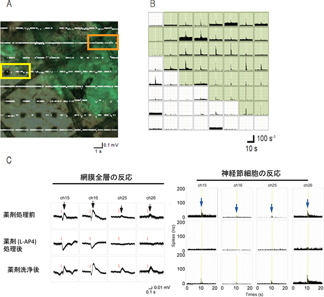 移植片視細胞移植後マウスの神経節細胞の電気生理学的な解析の図