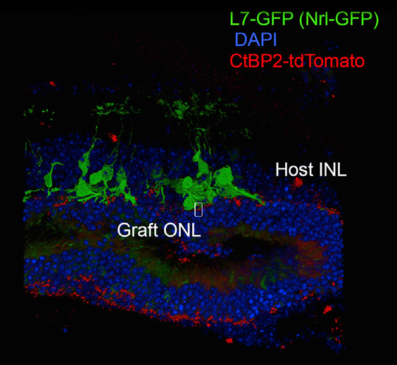 Image showing synaptic integration of graft retina into model mouse