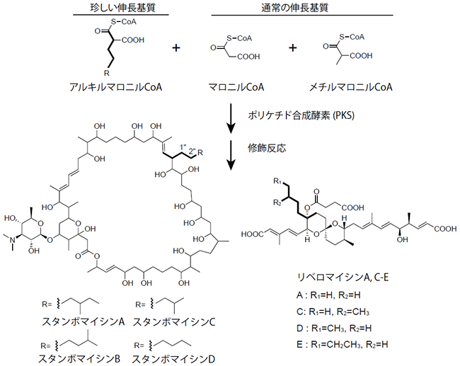 ポリケチド化合物の生合成経路の図