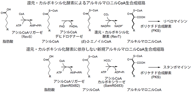 アルキルマロニルCoAの2種類の生合成経路の図