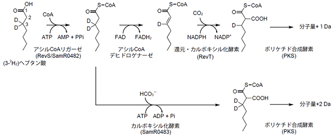 (3-2H2)ヘプタン酸を用いたアルキルマロニルCoA生合成経路の解析の図