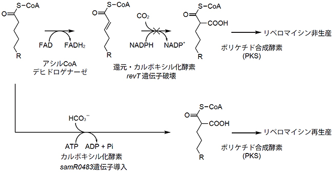 SamR0483によるrevT遺伝子破壊株の相補実験の図