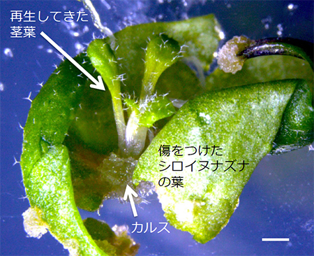 ESR1遺伝子の発現を促進させたシロイヌナズナの葉の図