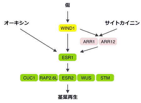 茎葉再生を誘導するWIND1-ESR1経路の図