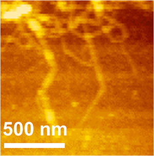マルチブロックポリペプチドの原子間力顕微鏡画像の図