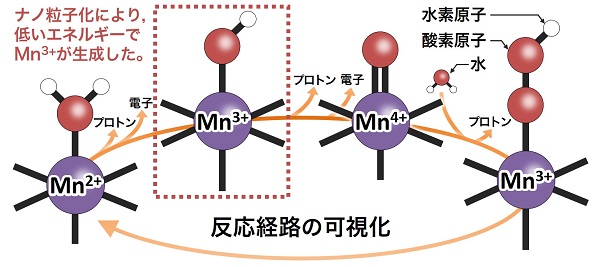 ナノ粒子酸化マンガンにおける表面化学種の反応経路の可視化の図