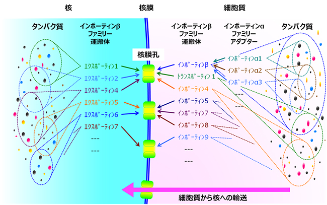 インポーティンβファミリー運搬体が構成する輸送経路の図