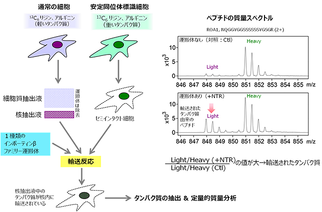 SILAC法と試験管内核輸送再構成系による基質タンパク質の同定の図
