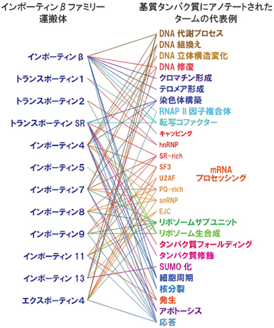 輸送経路の役割分担の図