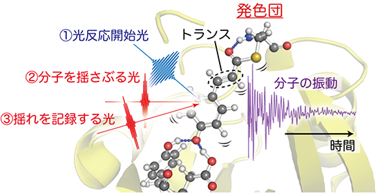 イエロープロテインに対する「フェムト秒時間分解インパルシブ・ラマン分光法」概念図の画像