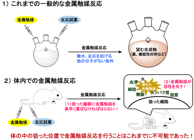 従来のフラスコ内での金属触媒反応と体内での金属触媒反応の図