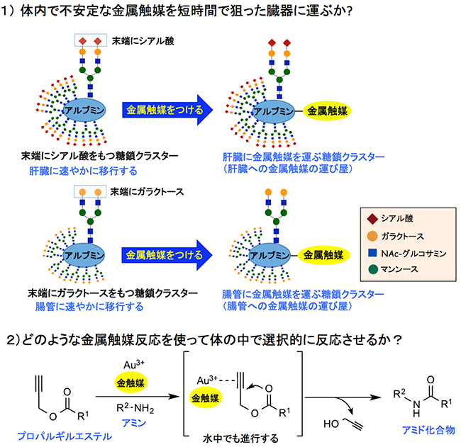 糖鎖クラスターによる金属触媒の運び屋と3価の金触媒によるアミド化反応の図