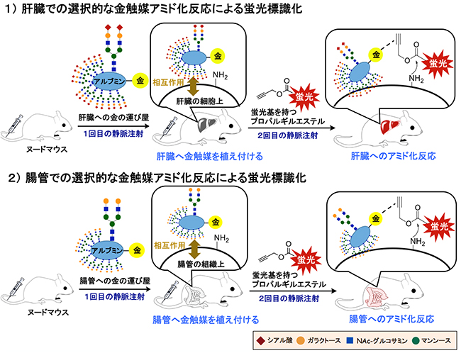 金触媒アミド化反応による肝臓や腸管への選択的な蛍光標識の図