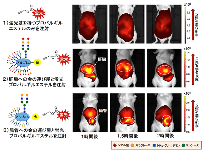 肝臓や腸管での選択的な金触媒アミド化反応による蛍光標識の生体内イメージング図