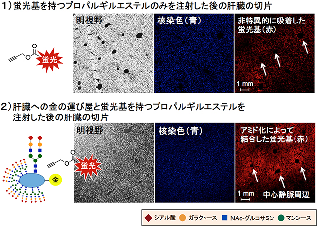 金触媒アミド化反応で蛍光基が結合した肝臓切片の顕微鏡観察図