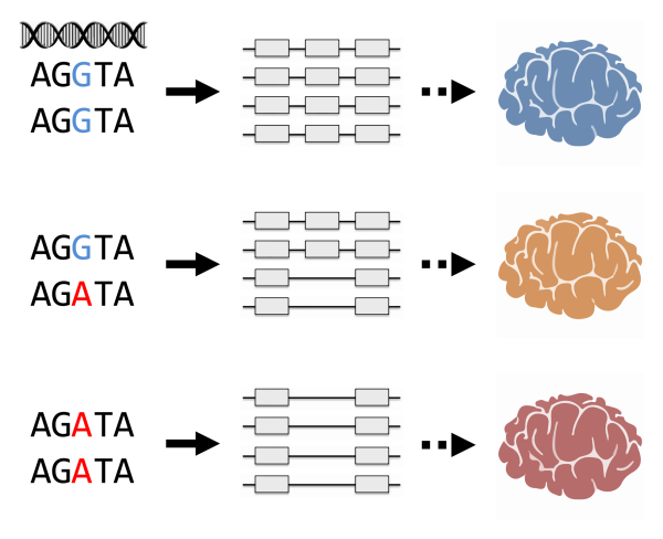 Figure showing genetic variants controlling alternative splicing of transcribed RNA in the human brain