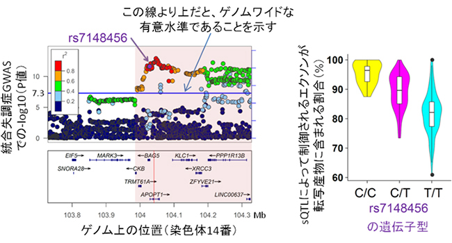 統合失調症と強く関連する染色体14番にある<em>APOPT1</em>遺伝子のsQTL SNPの図