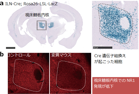新しい統合失調症モデルマウス（ILN変異マウス）の開発の図