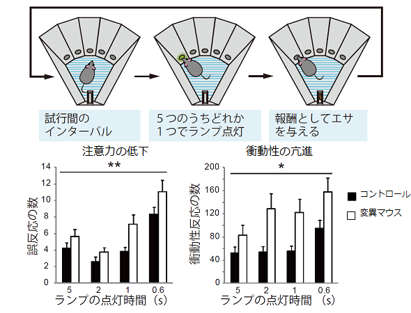 新しい統合失調症モデルマウス（LIN変異マウス）で観察された注意・衝動性の障害の図