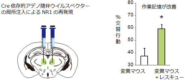 遺伝子治療により新しい統合失調症モデルマウスの作業記憶が改善の図