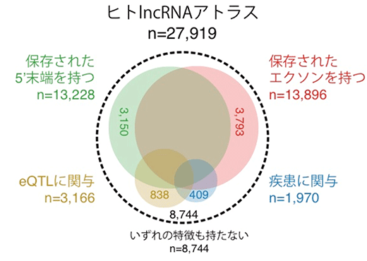 ヒトlncRNAの機能推定の図