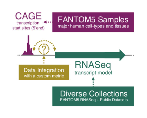 RNA library