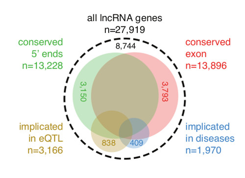 Image of types of LncRNAs