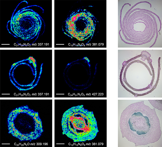 ニチニチソウにおける含窒素代謝物のイメージング質量分析（IMS）の図