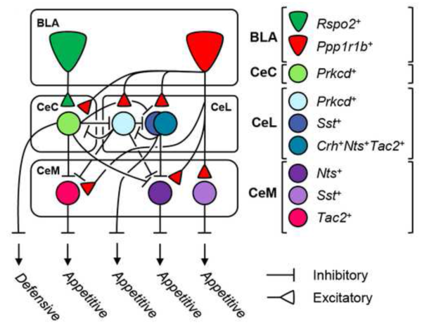 Schematic showing structural and functional model of cell-type specific BLA to CeA connectivity