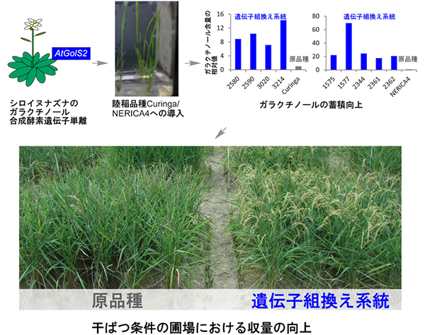 イネの原種品とシロイヌナズナの<em>AtGolS2</em>遺伝子導入を導入した系統の比較図