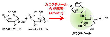 ガラクチノール合成酵素遺伝子の図