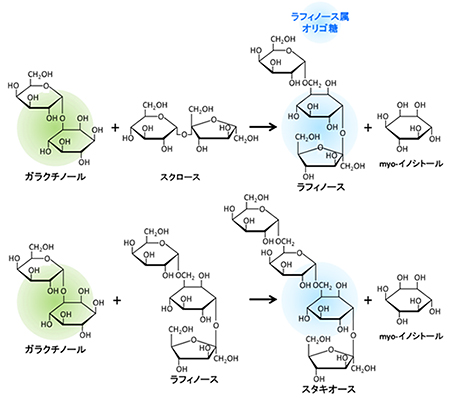 オリゴ糖の図