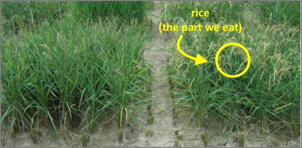 Photo showing how AtGolS2 improves rice grain yield 