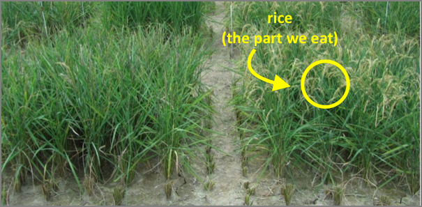 Photo showing how AtGolS2 improves rice grain yield