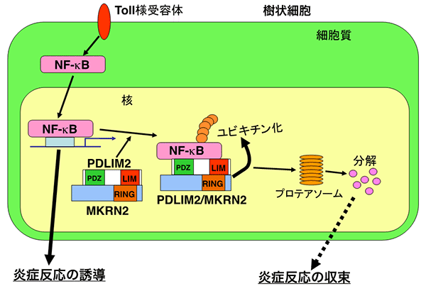MKRN2およびPDLIM2による炎症反応制御機構の図