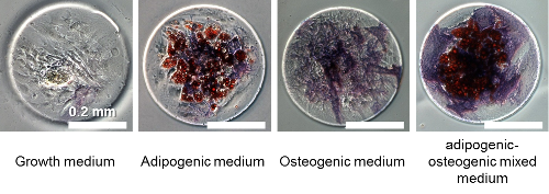 Differentiated cells