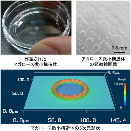 細胞培養皿表面に成型されたアガロース微小構造体の図