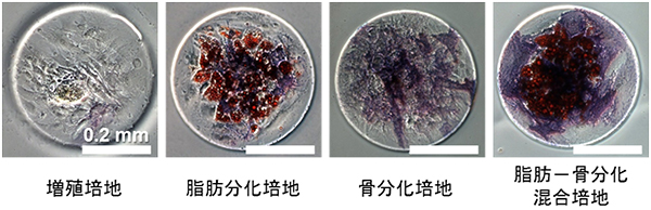 直径0.4mm領域に制限し培養・分化誘導を行った場合のヒト間葉系幹細胞の染色画像の図