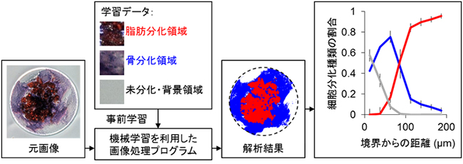 機械学習を利用した細胞分化パターンの識別と細胞分化種類の空間分布の図