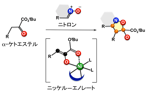ニッケル-エノレートとニトロンとの不斉[3+2]環化付加型反応の図