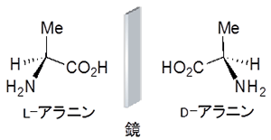 D体、L体の図