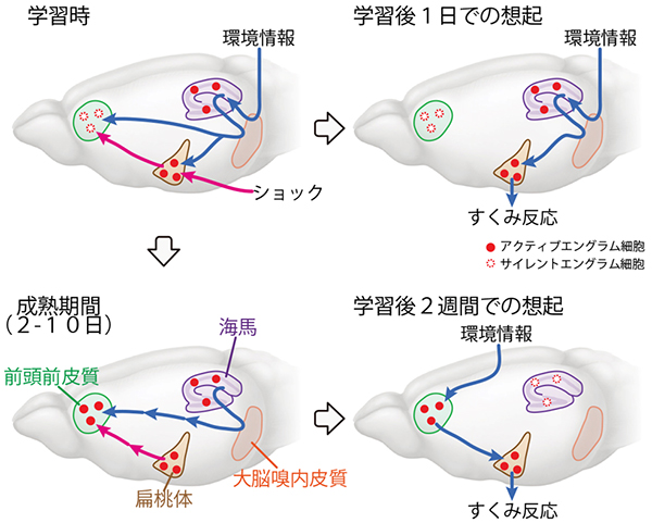 海馬から前頭前皮質への記憶の転送の新しいモデル提唱の図